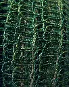 tira lurex verde ban.webp